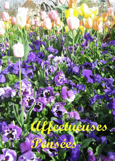 Affectueuses pensees